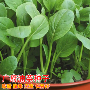 广府油菜种子广东青梗油菜心种子四季 阳台盆栽农家菜园蔬菜种籽孑