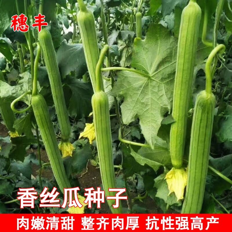 香丝瓜种子肉厚节节有瓜高产长丝瓜籽庭院阳台盆栽四季播蔬菜种子,鲜花速递/花卉仿真/绿植园艺,家庭园艺种子,淘宝优惠券,粉丝福利购,淘宝优惠卷