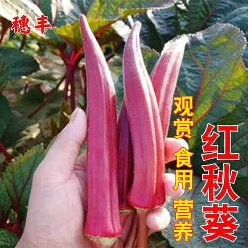 蔬菜种子四季阳台盆栽高产红秋葵