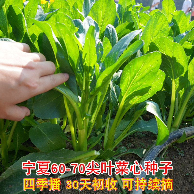 宁夏60-70尖叶菜心种子四季播快菜30天初收持续摘农家菜园蔬菜子