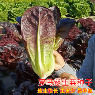 奶油咖啡生菜种子紫红生菜种籽沙拉汉堡生吃生菜四季盆栽蔬菜种孑
