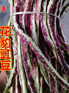 蔬菜豇豆种子蔬菜四季
