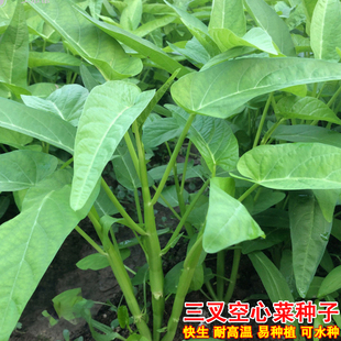 三叉空心菜种籽苗蕹菜通心菜种子农家大叶青菜籽春秋蔬菜种孑秧苗