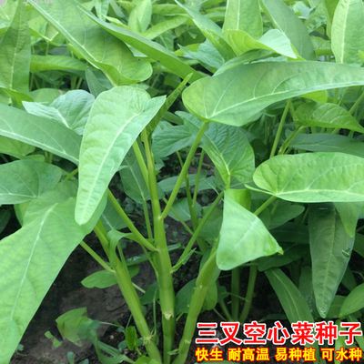 三叉空心菜种籽苗蕹菜通心菜种子农家大叶青菜籽春秋蔬菜种孑秧苗
