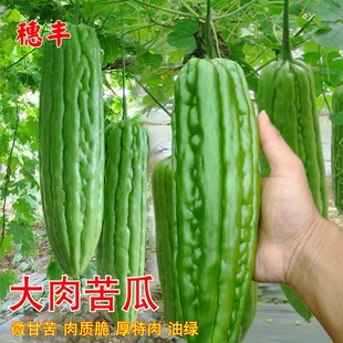 播长绿苦瓜籽阳台家庭盆栽抗病瓜果蔬菜种子高产 大肉苦瓜种子四季