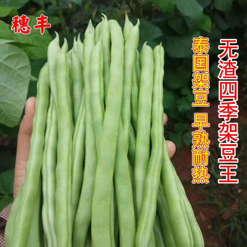 农家高产蔬菜种孑四季豆