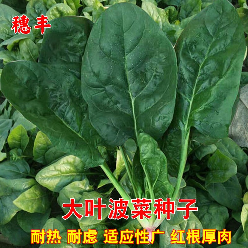 蔬菜四季高产秋冬阳台大叶菠菜
