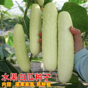水果白瓜种孑白玉黄瓜白青瓜秧苗盆栽庭院高产春秋季农家蔬菜种子