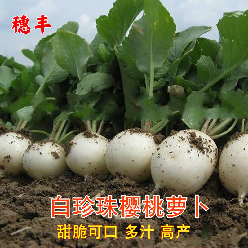 白樱桃小萝卜种子水果盆栽四季