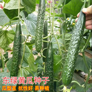 播种阳台菜园蔬菜种籽孑 黄瓜种子剌青瓜节节有瓜抗病高产农家四季