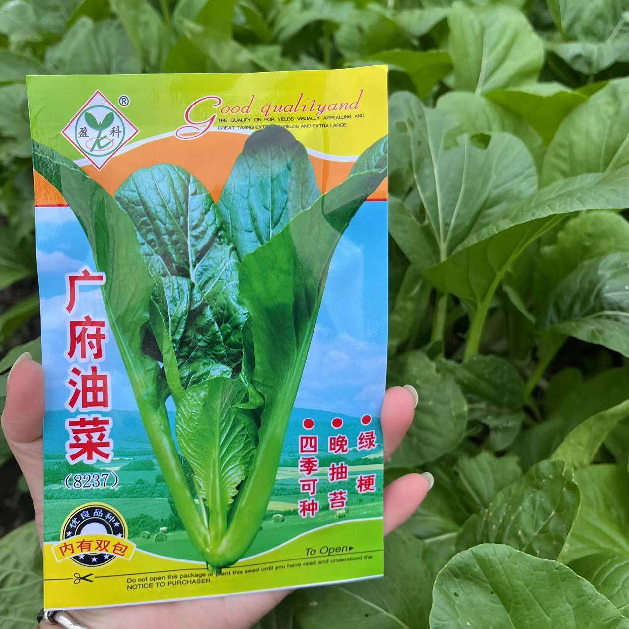 广府油菜种子广东老品种味浓油菜心种子农家四季阳台晚抽苔蔬菜子