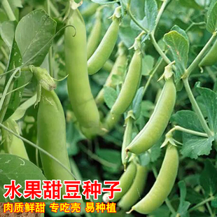 水果甜脆豌豆种子甜豌豆吃壳厚肉甜豆荷兰豆籽秋冬季农家蔬菜种孑
