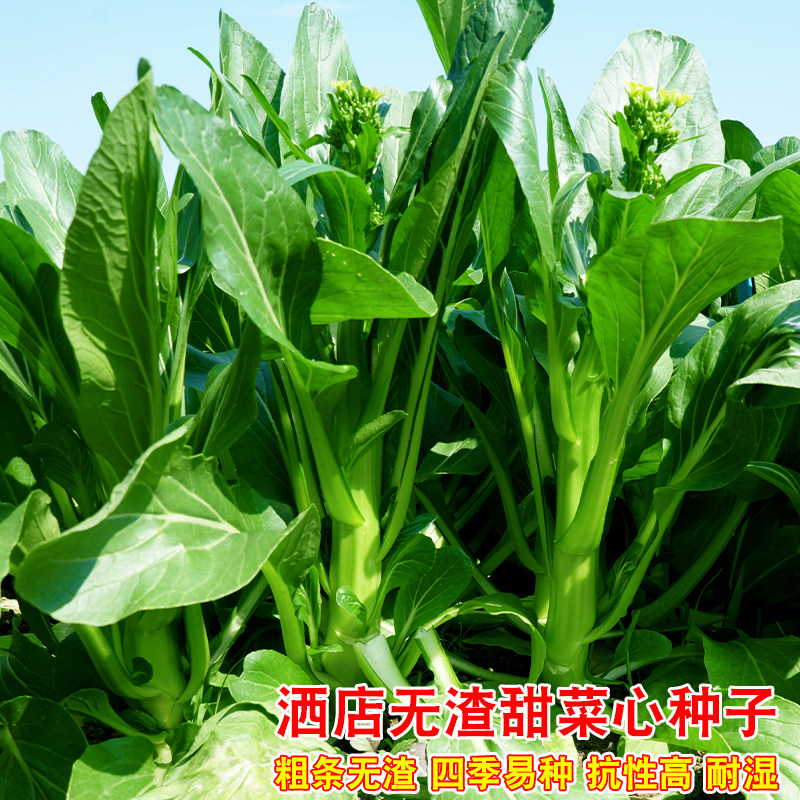 香港酒店无渣甜菜心种籽耐热夏季专种青菜子农家菜园早熟蔬菜种孑,鲜花速递/花卉仿真/绿植园艺,家庭园艺种子,淘宝优惠券,粉丝福利购,淘宝优惠卷