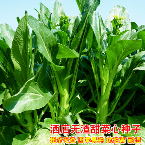 香港酒店无渣甜菜心种籽耐热夏季专种青菜子农家菜园早熟蔬菜种孑