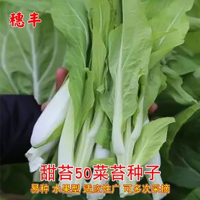 盈科春季易种白菜苔高产