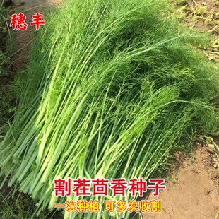 割茬茴香种子球茎小茴香种籽四季秋冬菜种蔬菜阳台盆栽菜大孑菜籽