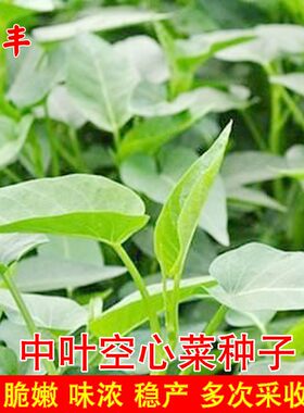 中叶空心菜盈科春秋蔬菜农家易种
