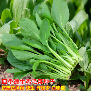 四季 高产阳台种植盆栽农家蔬菜种子 鸡毛菜种子小白菜油菜青菜四季