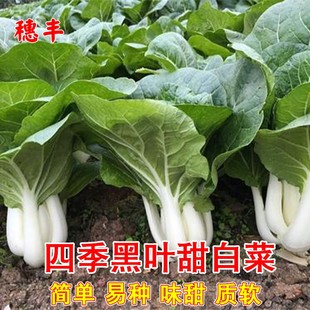 四季黑叶甜白菜种子春秋季盆栽蔬菜种孑高产中脚葵扇小白菜青菜籽