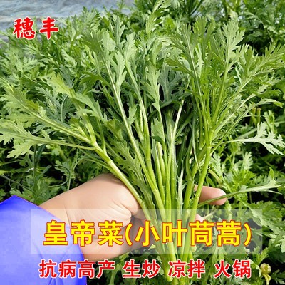 农家小叶皇帝菜四季易播包邮茼蒿
