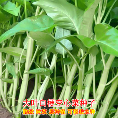 大叶白梗空心菜种子四季翁菜水生通菜蕹菜籽农家春季盆栽蔬菜种孑