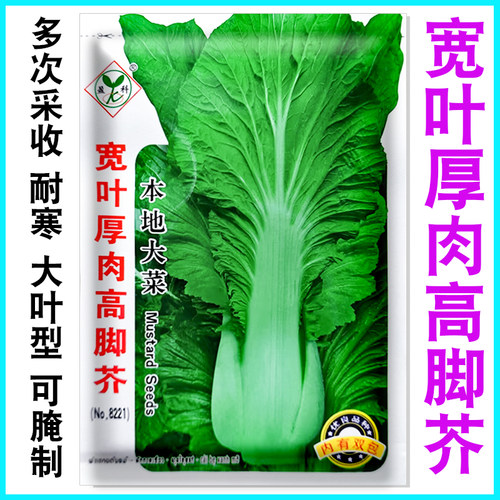 农家本地四季盆栽种孑芥菜籽