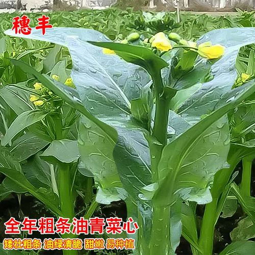 盈科夏季甜脆全年粗条菜心四季播