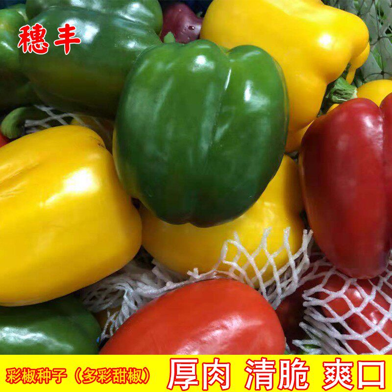 彩椒一号种子五彩椒灯笼椒食用观赏阳台盆栽春秋四季农家蔬菜种子