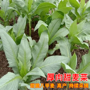 八甲麦甜唛菜种子广东麦菜种籽甜苦麦菜高产春秋季四季蔬菜种孑籽