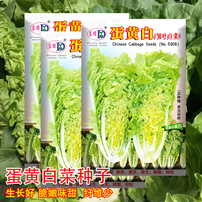 鸡蛋黄白菜种子黄心白菜种籽农家早熟皱叶白菜种籽夏秋蔬菜种子籽