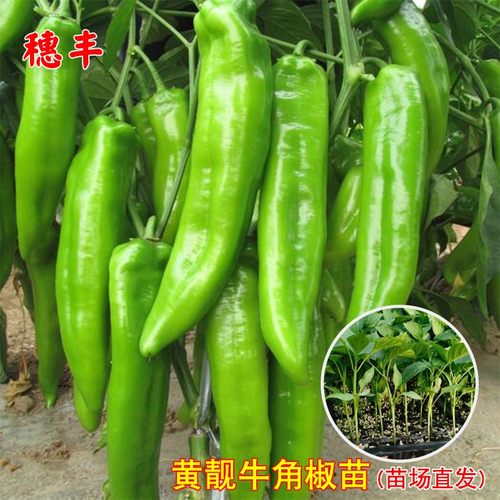 华木春秋椒辣椒苗特大牛角