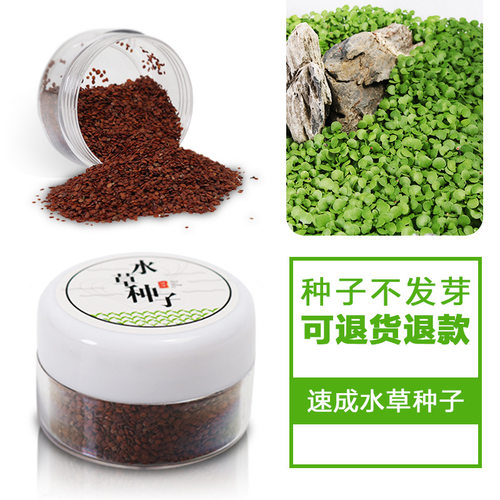 鱼缸真水草种子活体造景套餐装饰前景草缸懒人植物矮珍珠爬地