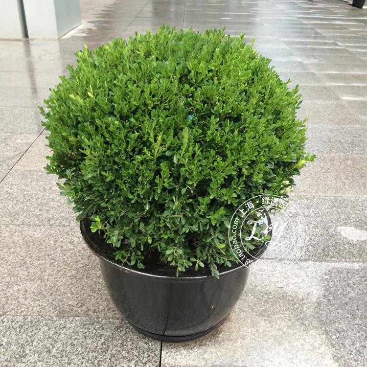 黄杨球常绿庭院盆栽净化美观