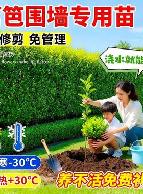 围墙篱笆植物北海道黄杨冬青苗四季常青耐寒庭院绿篱花卉小区树苗