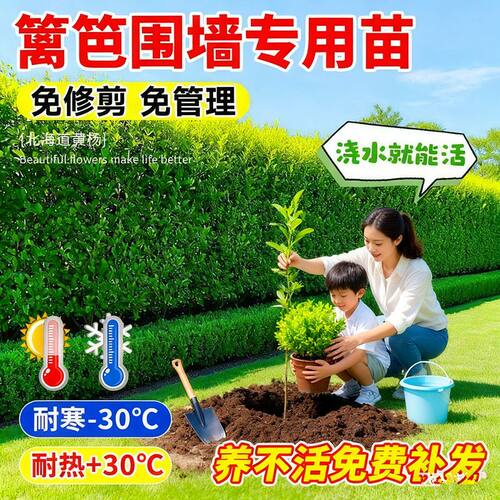 围墙篱笆树苗耐寒包成活