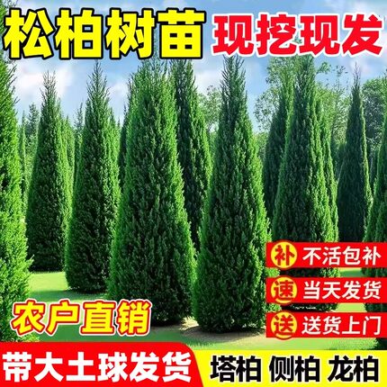 精品松柏树 宝塔松塔柏 大树带土 松树苗龙柏侧柏圆柏松柏树苗