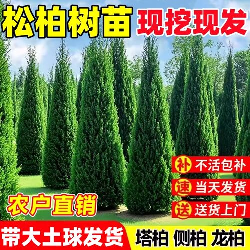 【大土球一次栽活】墓地松柏