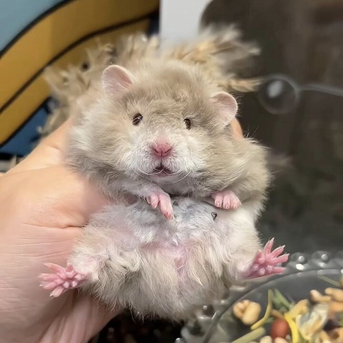 金丝熊仓鼠活物自家繁殖不咬人网红小宠物 学生活体 银狐波利包活