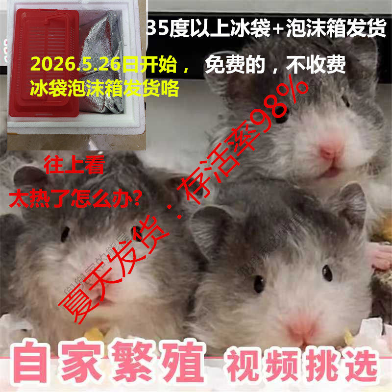 自家繁殖长毛金丝熊活物稀有卷毛黑火蜜波利鸽灰大体巨型富养仓鼠