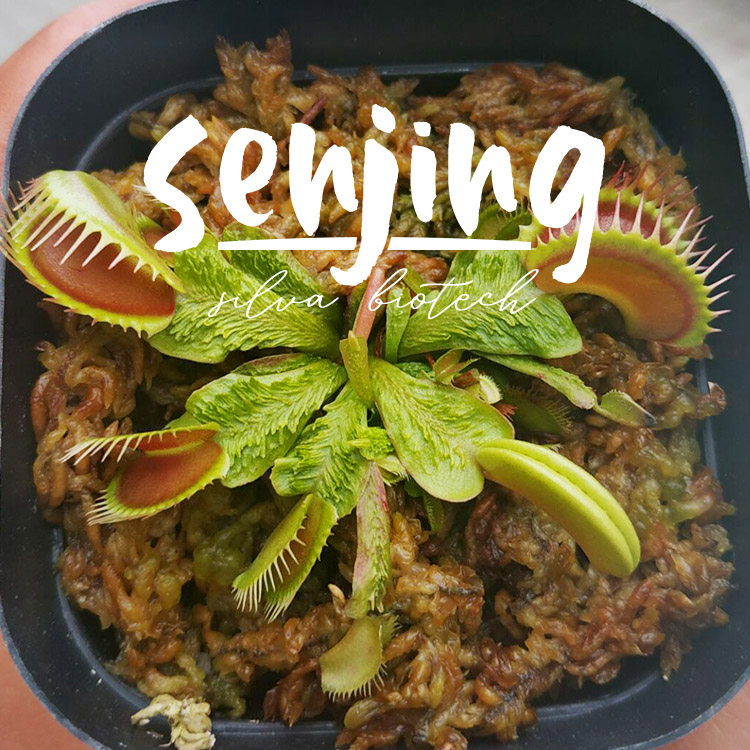 重磅自育新品齿状超稀有捕蝇草