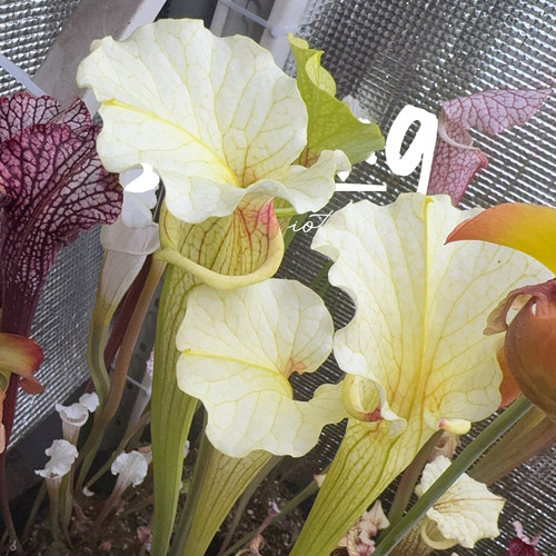 森镜自育莫尔系列瓶子草