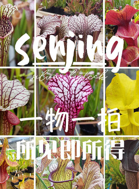 【一物一拍】瓶子草特惠福利大苗/所见即所得/定期上新/食虫植物