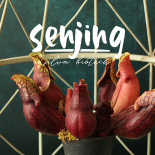 海豚紫瓶/经典食虫植物/很好养的食虫草/紫瓶子草盆栽适合新手