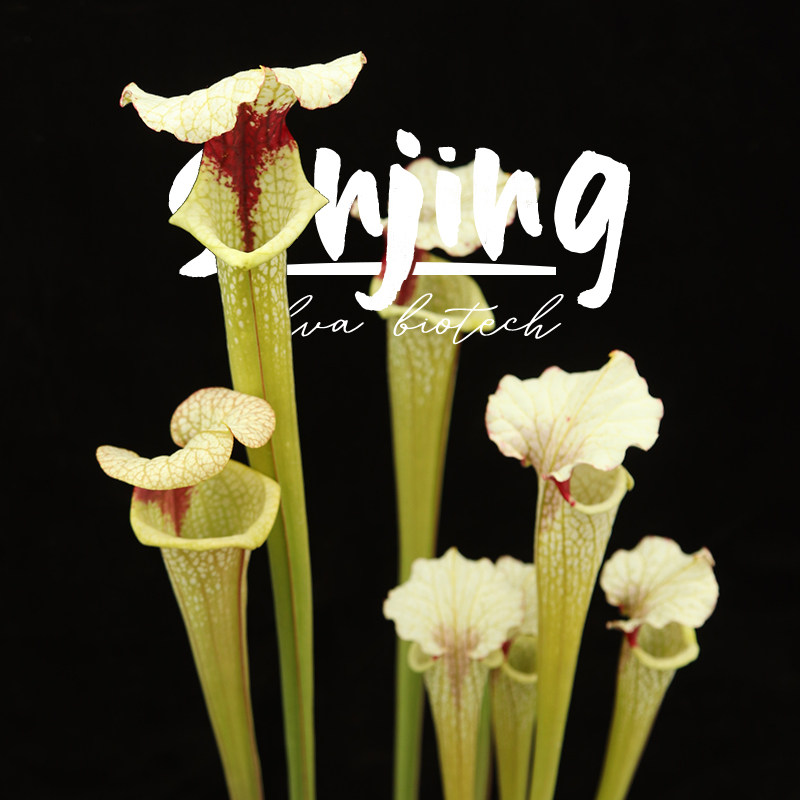 ‘莫尔2号’摩尔瓶子草 /极限红喉+精致瓶身/进阶收集高性价比,鲜花速递/花卉仿真/绿植园艺,食虫植物,淘宝优惠券,粉丝福利购,淘宝优惠卷