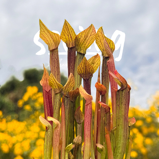 原种重脉纹长盖红瓶 小型瓶子草成株30CM适合水陆缸造景 精选个体