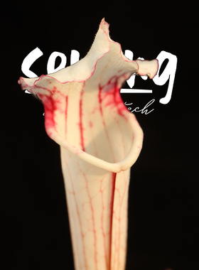 硬货登场！莫尔27号！森镜自育高端白化红喉摩尔瓶子草！气质出众