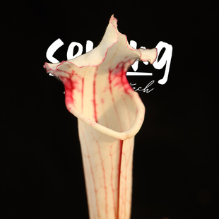 气质出众 森镜自育高端白化红喉摩尔瓶子草 硬货登场 莫尔27号