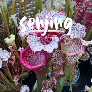 莫尔11瓶子草/六边形战士/高端收藏级食虫植物/白瓶子×山地×AS