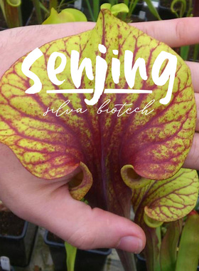 原生黄瓶子草F30实生精选/全深红色黄瓶超大盖/食虫植物稀有盆栽