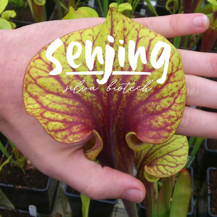 原生黄瓶子草F30实生精选/全深红色黄瓶超大盖/食虫植物稀有盆栽